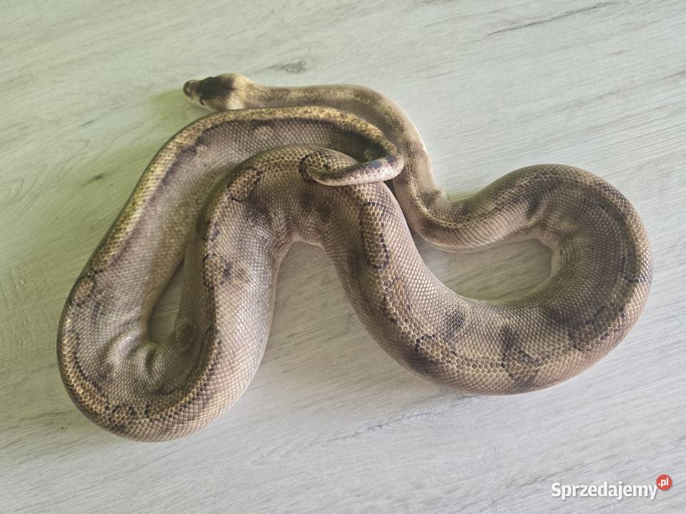 Wąż pyton królewski python regius samica dorosła Wrocław