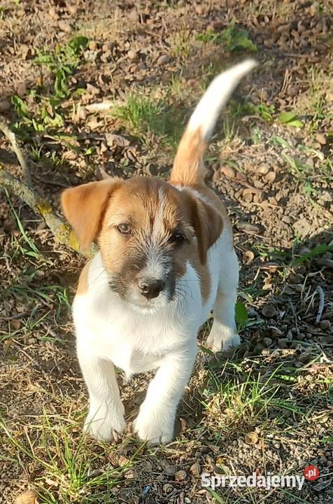 Jack Russell Terrier FCI mazowieckie Winnica