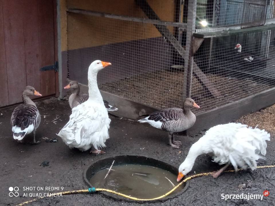 Gęsi sewastopolskie lokowane para wysyłam Zamość