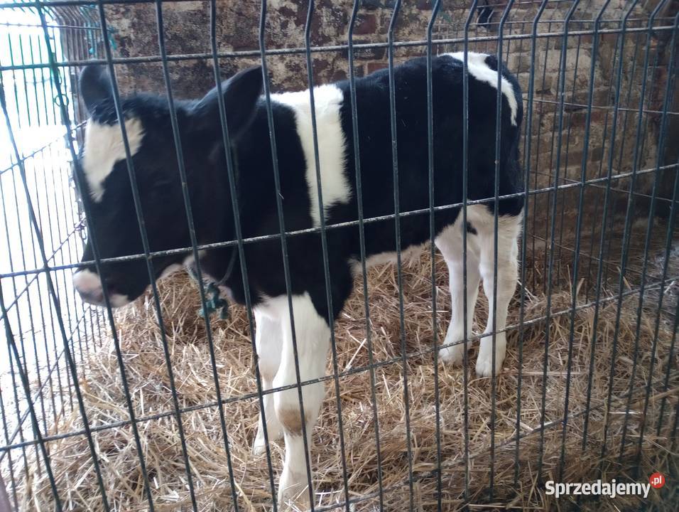 byczek cielak Rolnictwo Markuszów sprzedam