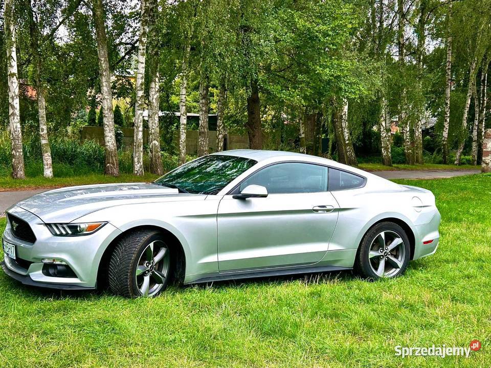 Mustang 37 2016 Skierniewice