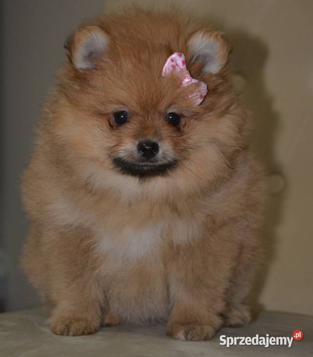 SZPIC MINIATUROWY POMERANIAN SUNIA PIĘKNA mazowieckie Warszawa sprzedam