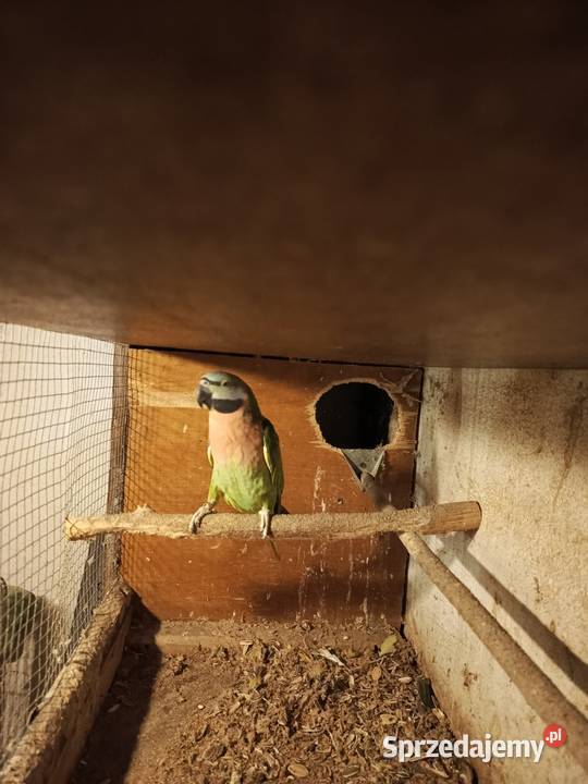 Aleksandretta różana