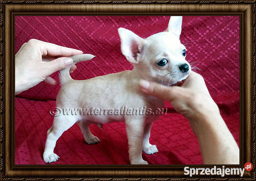 Chihuahua krótkowłosy piesek z metryczką ZKwPFCI Psy Łódź
