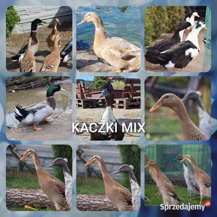 Jaja lęgowe kaczek mix Łochów