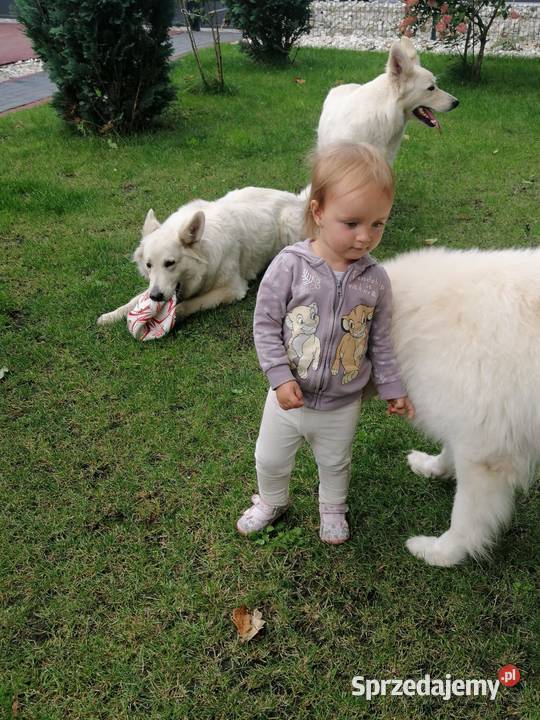 Bialy owczarek szwajcarski gotowe do odbioru sprzedam