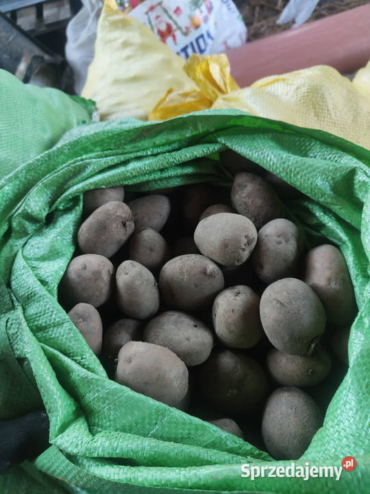 Ziemniaki sadzeniaki irga Olecko