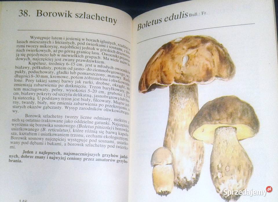 Grzyby leśne Andrzej Grzywacz JCarlos Nieto Chełm