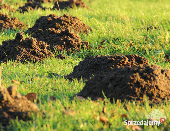 Gazowanie Fumigacja Silosy Magazyny Ogrody Cała Ogród Proszowice