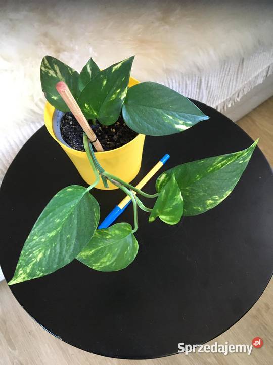 Rośliny z domowej uprawy Epipremnum Warszawa