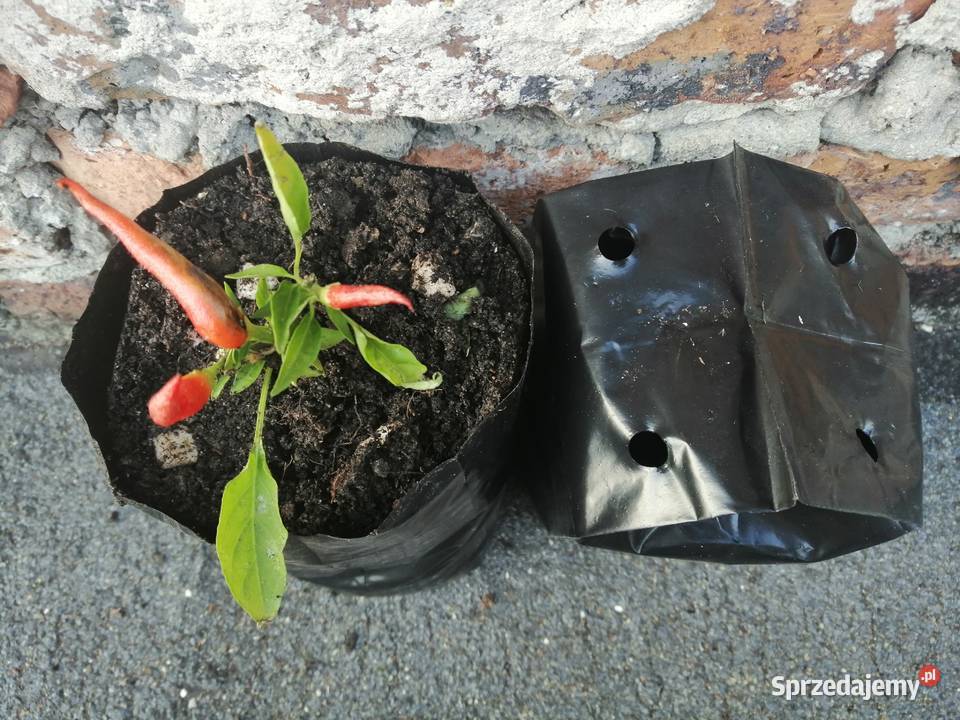 Doniczki foliowe 2L produkcyjne PRODUCENT Siewierz