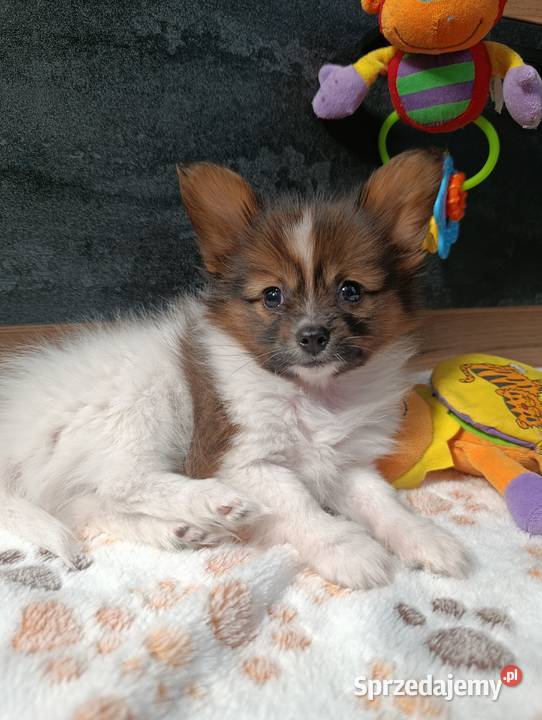 Papillon Spaniel Kontynentalny świętokrzyskie