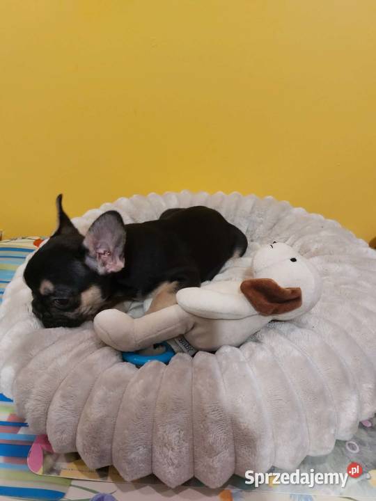 SuczkiPiesek buldog francuski Warszawy Buldog Płońsk