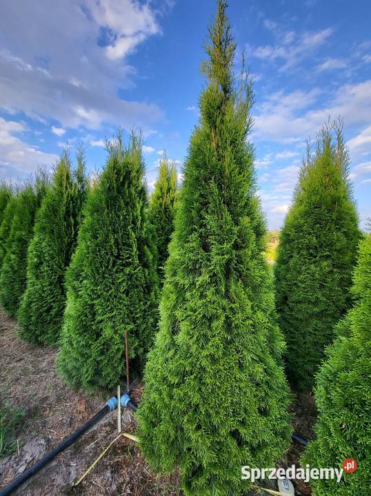 Tuja szmaragd Tuje Szmaragd 200220 Transport Warszawa sprzedam