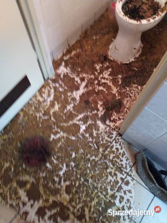 Fekalia sprzątanie Wrocław kanalizacja wybicie