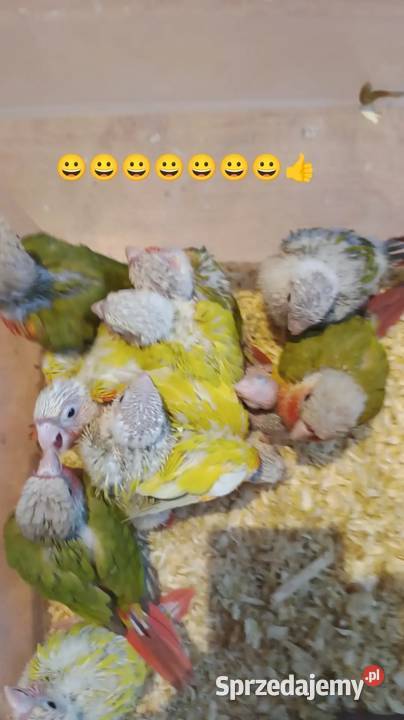 Rudosterki ręcznie karmione sanczeki śląskie Tychy