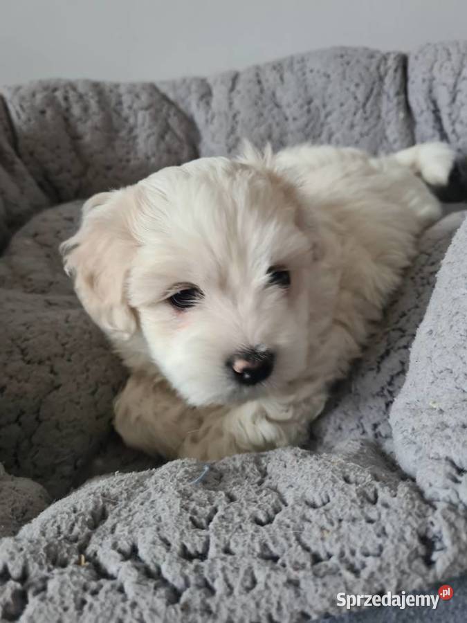 Oddam maltańczyka chłopca Kwidzyn