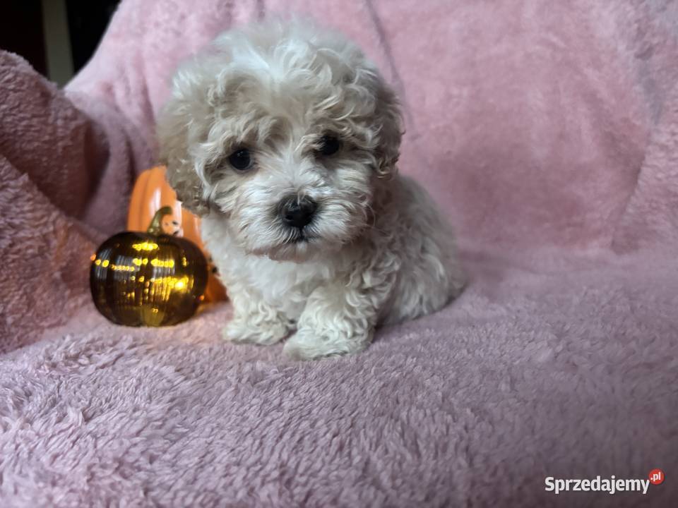 Piesek Maltipoo F1 beżowy Częstochowa