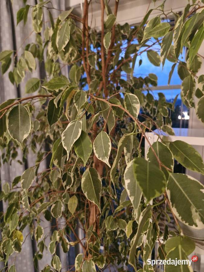 Kwiaty Szalejów Dolny