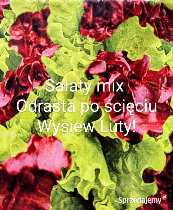 Mix sałat odrasta ścięciu nasiona kolorowe Kraków