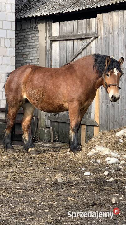 Sprzedam zrebice Waniewo