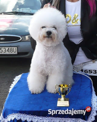 Bichon Frise Maltańczyk z rodowodem mazowieckie Łomianki