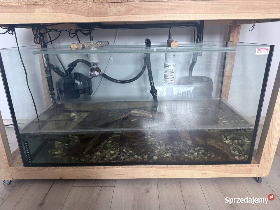 Żółw Kołodziejewo