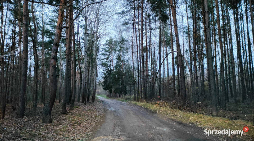 działka budowlana bugaj gmina Żytno powiat 31zł/m2