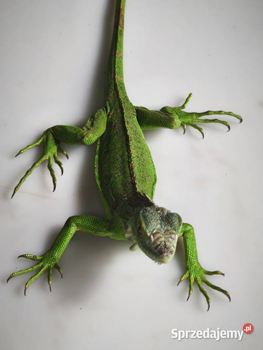 legwan zielony młody osobnik Wałbrzych