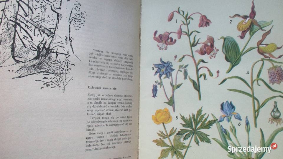 Głos przyrody Kowalewska Kownacka przyroda Łódź