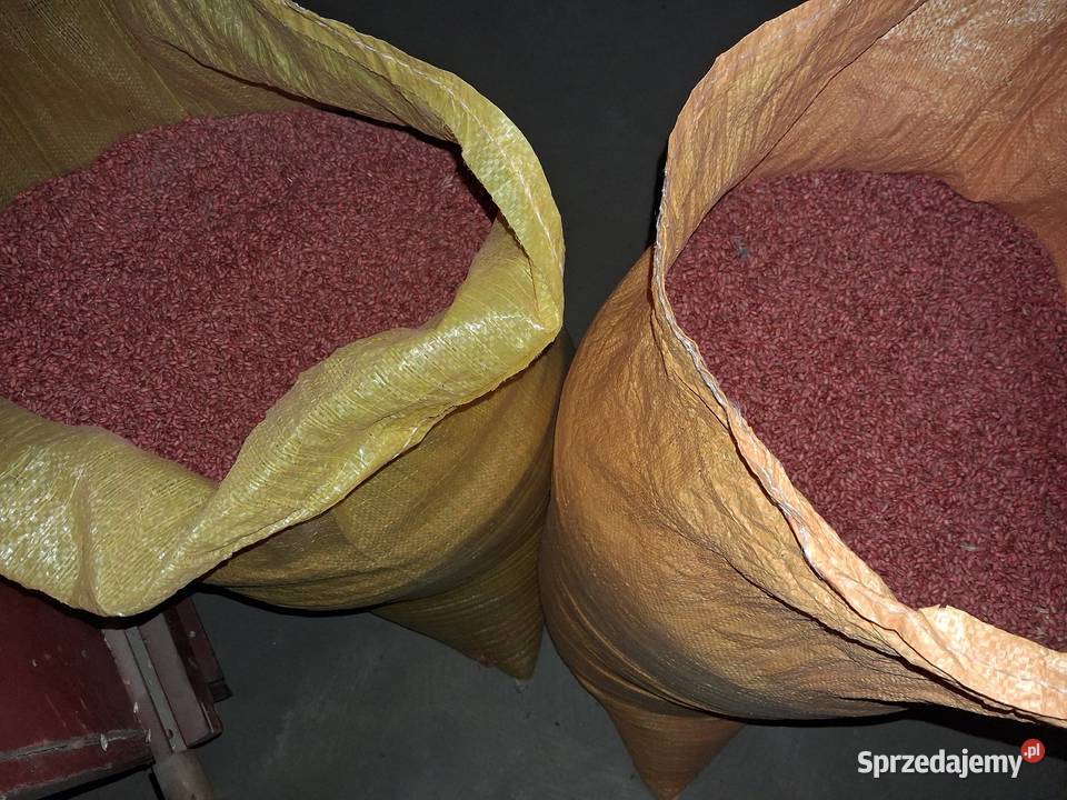 Pszenica Ozima Venecja Bystrzyca Stara