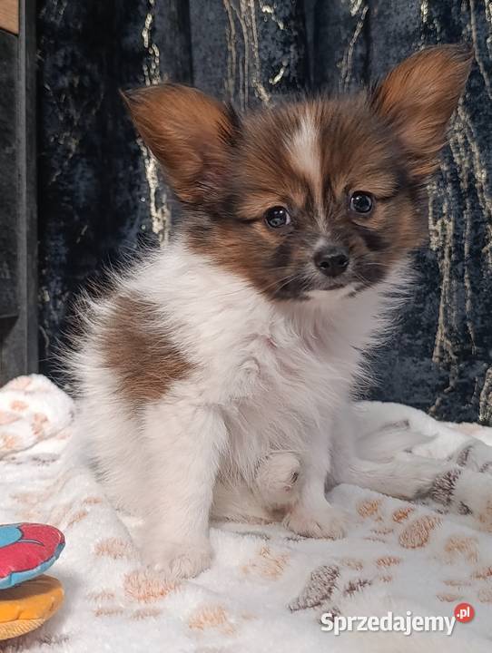 Papillon Spaniel Kontynentalny świętokrzyskie Szczaworyż