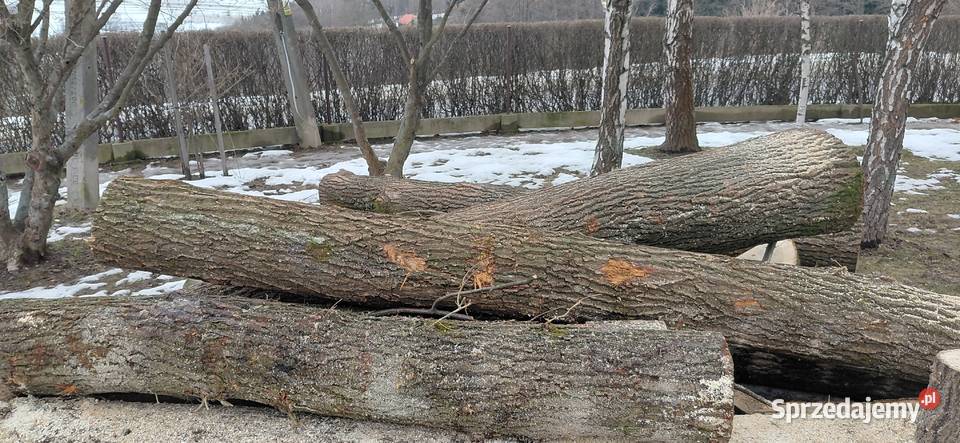 dab Jasło sprzedam