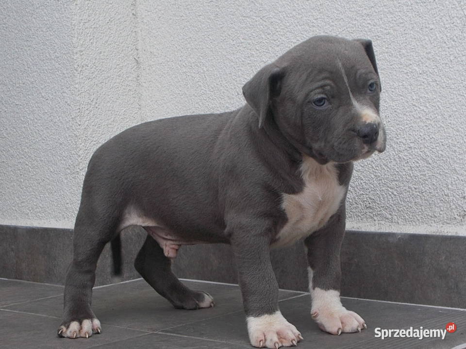 Amstaffy Błękitne Płock sprzedam