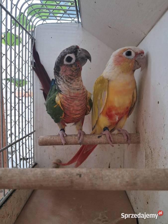 RudosterkaRudosterki Tryńcza