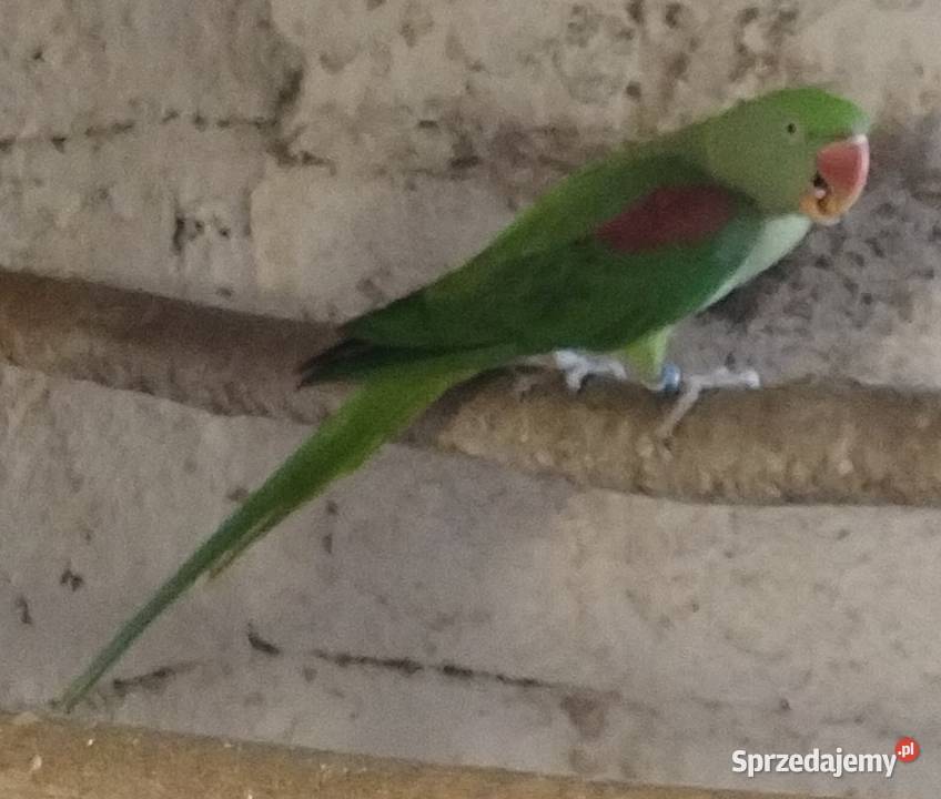 Papugi aleksandretty Wielkie
