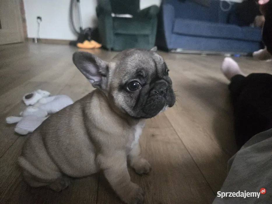 Buldog Francuski Suczka Spokojny Charakter Buldog Łódź