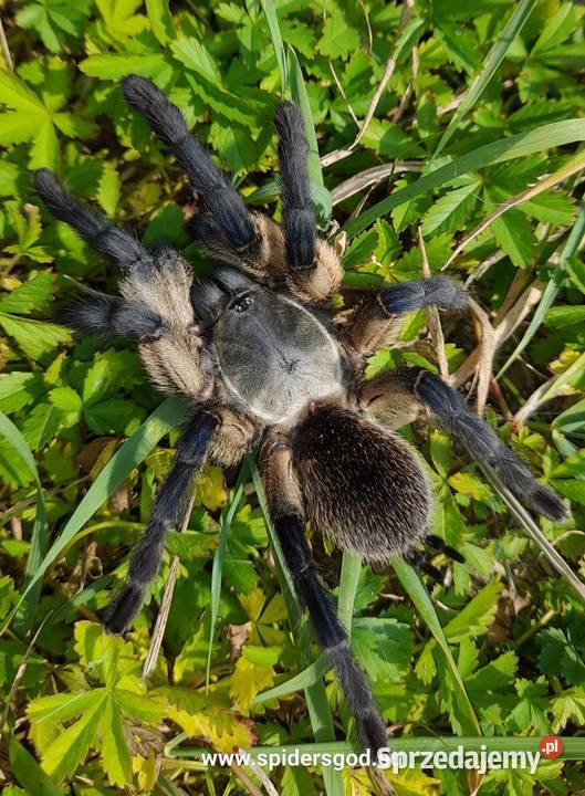 Promocja 30 procent taniej Ptaszniki Głogoczów