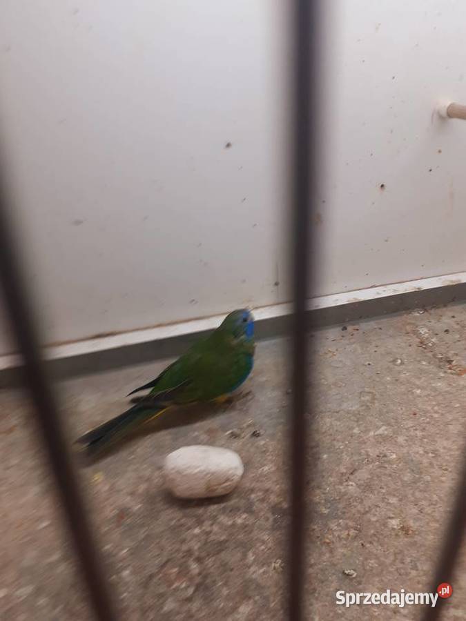 Łąkówki I lilianki Ptaki Kalisz