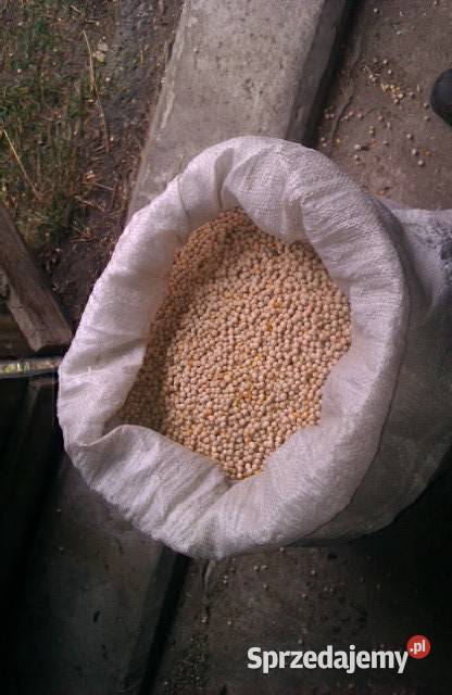 Groch jadalny Astronaute 2025r super roślina