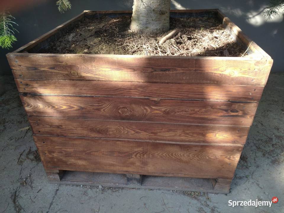 Jodła kalifornijska 5m w donicy drewnianej Skierniewice sprzedam