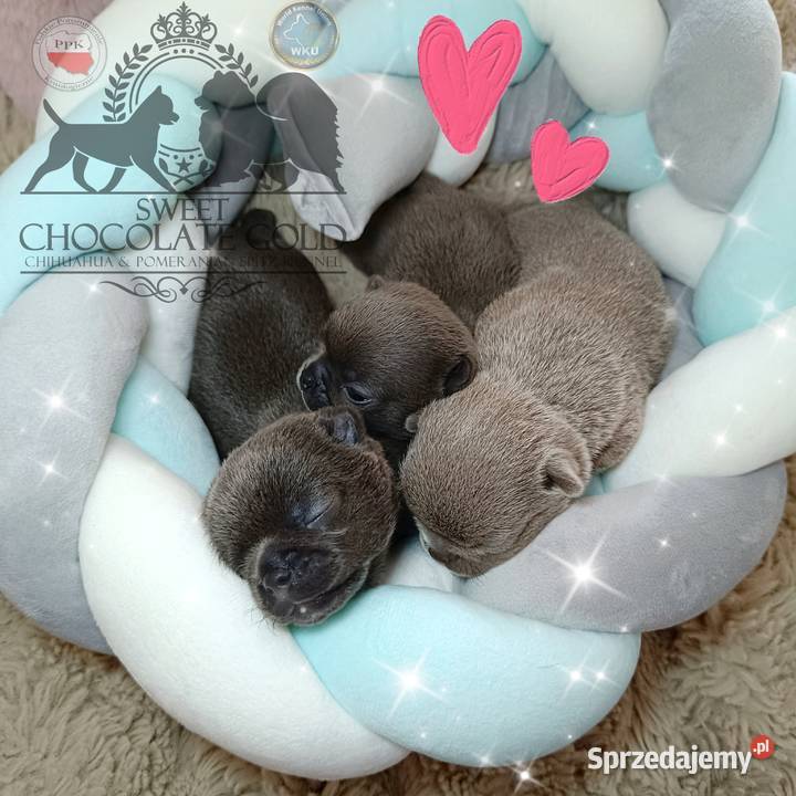 Chihuahua piesek liliowy krótkowłosy piękny Warszawa