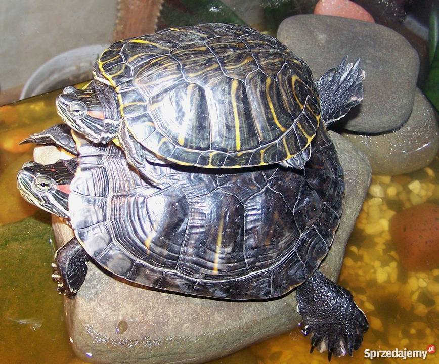 Dwa żółwie czerwonolice Mysłowice