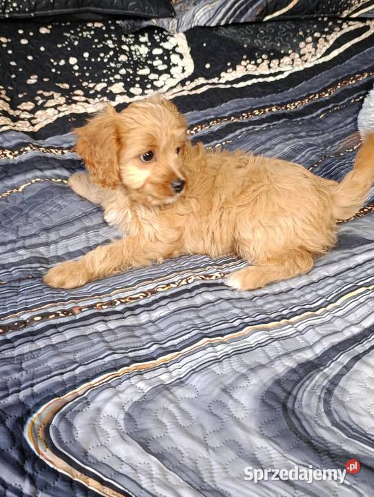 Cavapoo suczka Szczaworyż