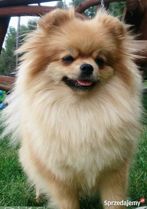 Pomeranianmaleńka suczka Łódź sprzedam