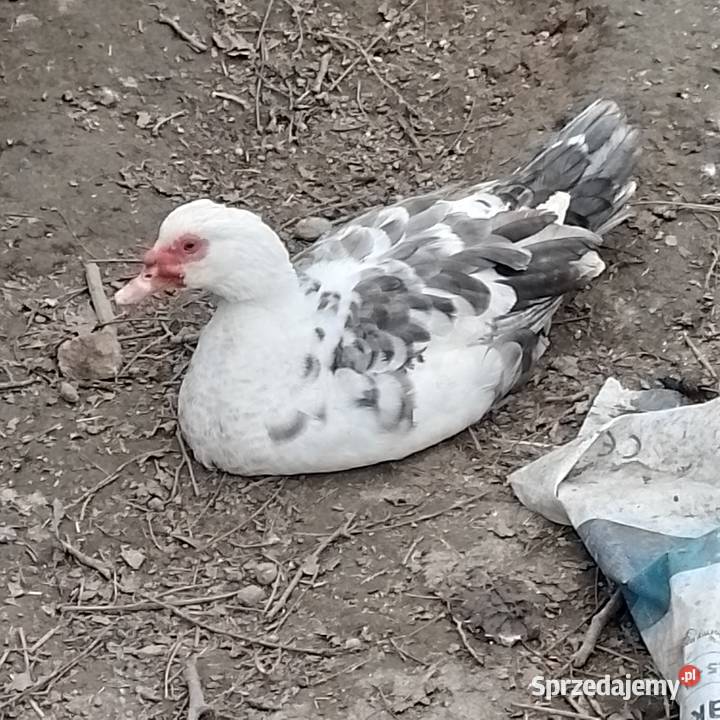 Kaczor Francuski Przeworsk