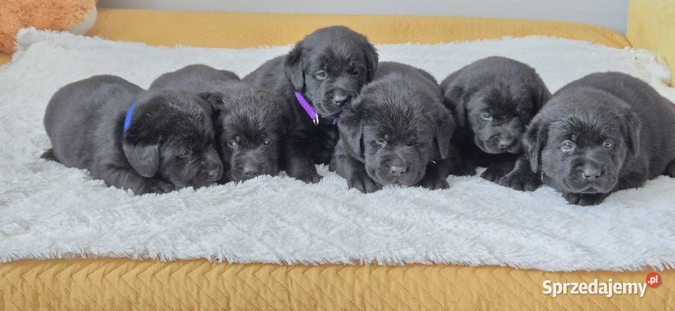 Labrador retriever czarny piesek