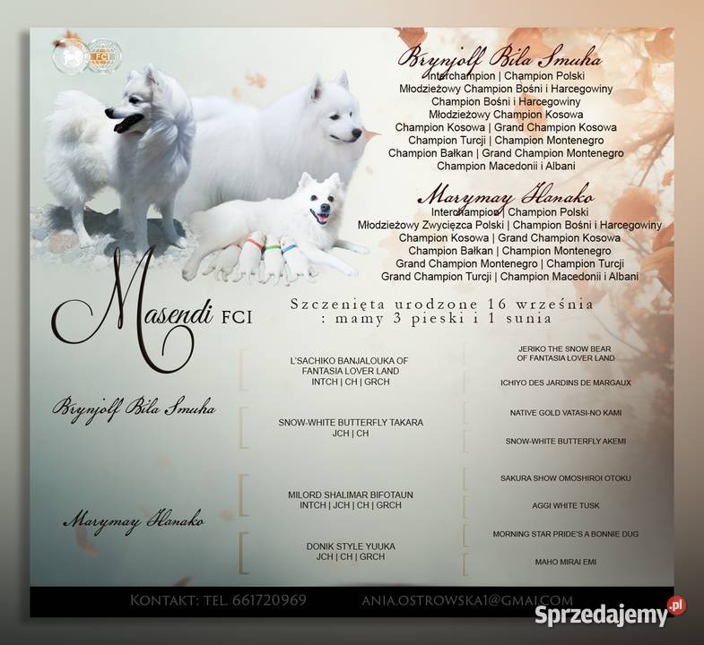 Szpic japoński Szpic japoński