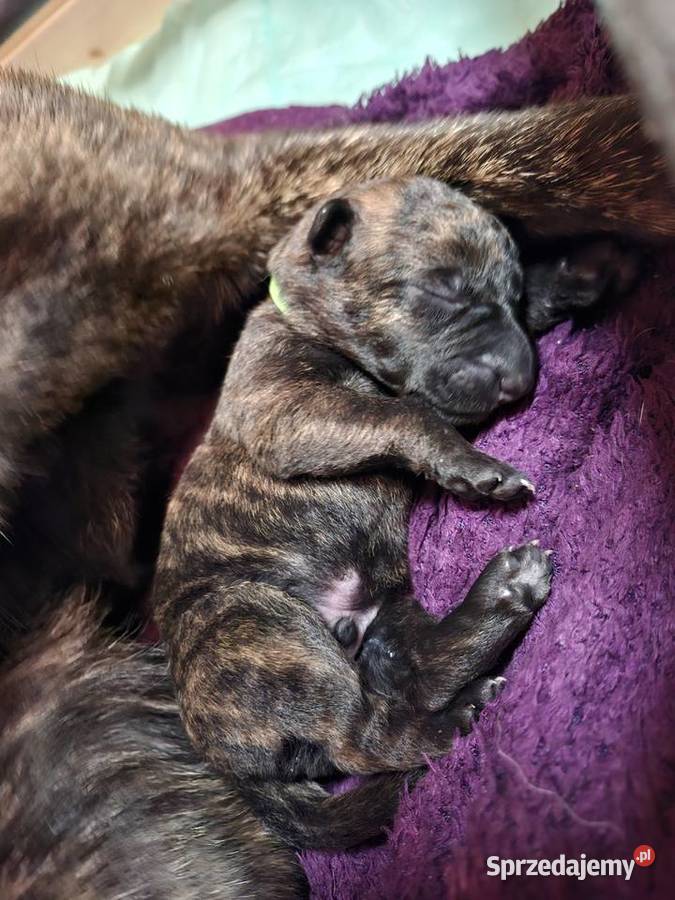 Owczarek Holenderski FCI szczeniaki Rumia