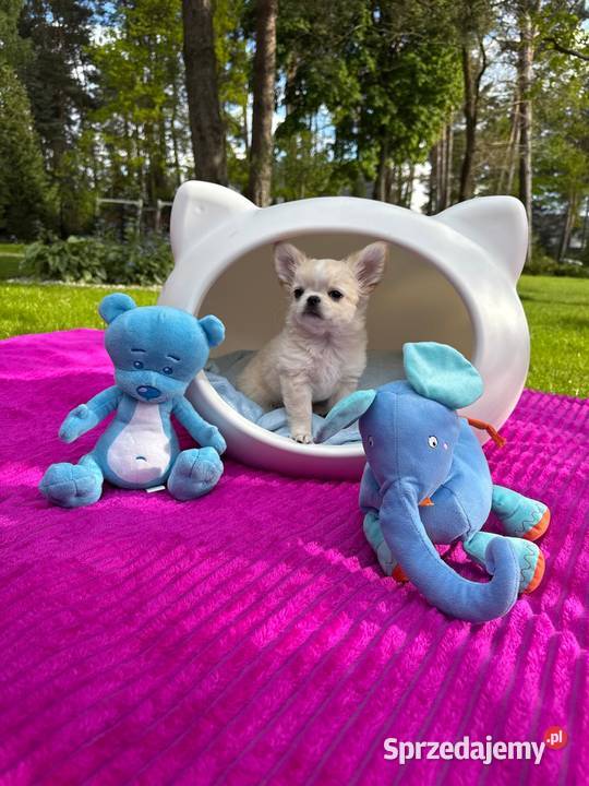 Białokremowy chihuahua długowłosy zjawiskowej Chihuahua Solniczki